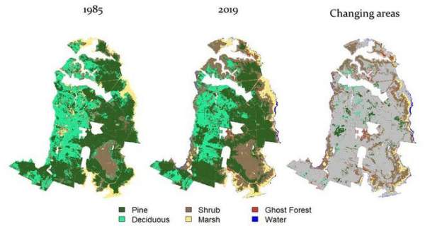 Thứ gì đó đang giết chết cây cối, biến những khu rừng ở bờ đông nước Mỹ thành "rừng ma" 4
