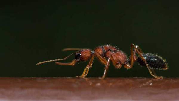 Loài kiến kì lạ "thu nhỏ" bộ não để làm kiến chúa 1