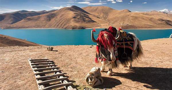 Vì sao người nước ngoài tới Tây Tạng du lịch nườm nượp nhưng ít ai dám ở lại quá lâu?