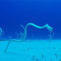 Loài lươn cả đời chỉ đứng một chỗ