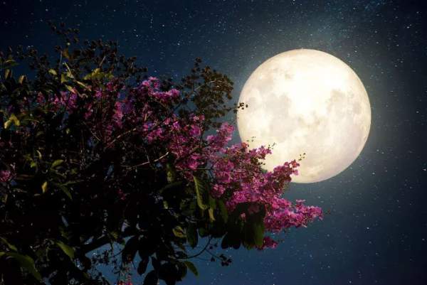 Đêm nay và mai, Việt Nam chiêm ngưỡng "siêu trăng hồng" kỳ ảo 1