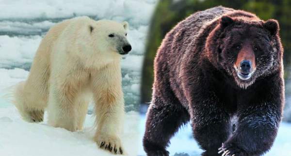 Gấu xám trắng “cực hiếm” và cuộc tình ngang trái xuyên địa lý trong bối cảnh biến đổi khí hậu toàn cầu 1