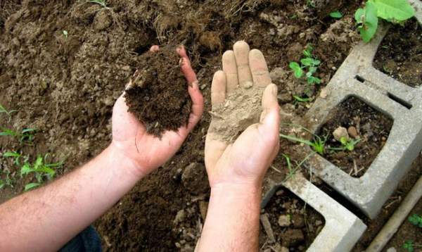 Tại sao người nông dân chôn quần lót dưới đất ruộng? 3