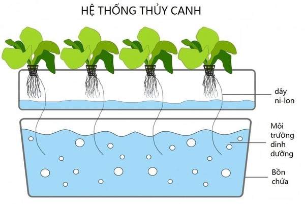 Kỹ thuật trồng cây thủy canh là gì? 2