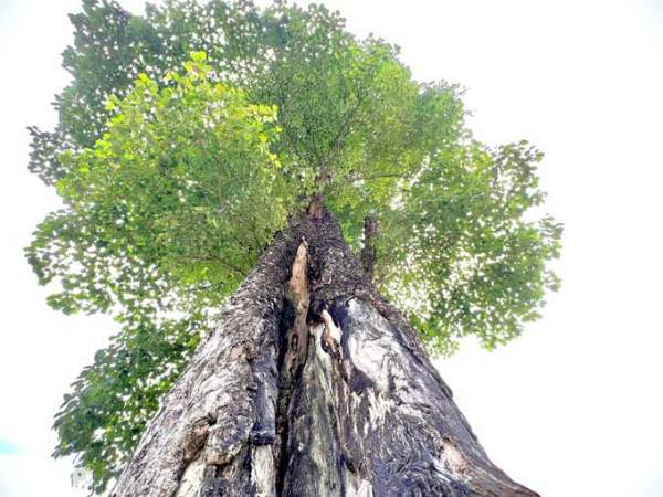 "Cây cô đơn" đẹp nhất ở Việt Nam: Có tuổi đời hàng thế kỷ, thân cây rộng 5 người ôm không hết 3