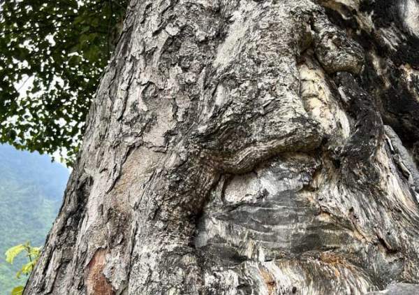 "Cây cô đơn" đẹp nhất ở Việt Nam: Có tuổi đời hàng thế kỷ, thân cây rộng 5 người ôm không hết 2