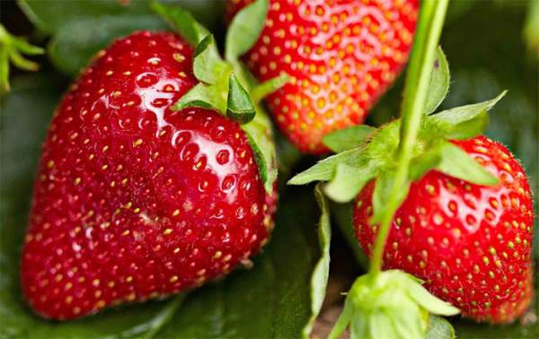 Top 8 loại trái cây, rau củ bù nước cực nhiều cho cơ thể 5