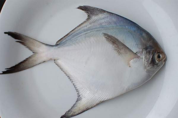 Tổng hợp các loài cá nước ngọt phổ biến tại Việt Nam bạn nên biết 18