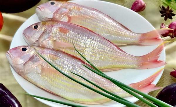 Tổng hợp các loài cá nước ngọt phổ biến tại Việt Nam bạn nên biết 11