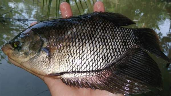 Tổng hợp các loài cá nước ngọt phổ biến tại Việt Nam bạn nên biết 15