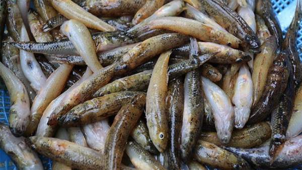 Tổng hợp các loài cá nước ngọt phổ biến tại Việt Nam bạn nên biết 17