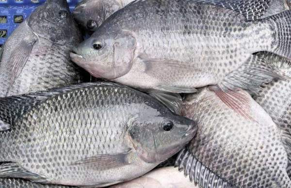 Tổng hợp các loài cá nước ngọt phổ biến tại Việt Nam bạn nên biết 13