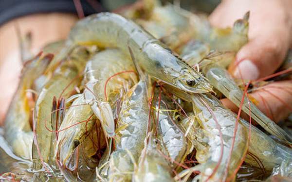 Bất ngờ loại hải sản có thể lấy vỏ làm "vũ khí" bảo vệ môi trường - Việt Nam đang là "vua xuất khẩu" 6