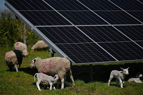 Mô hình "Chăn thả + điện mặt trời" - công nghệ và động vật chung sống đang phát triển ở Mỹ