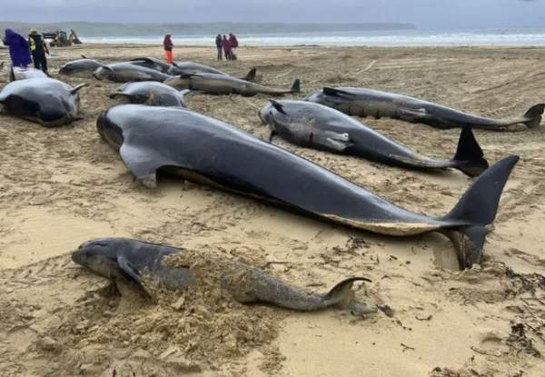 Hàng loạt cá voi hoa tiêu chết ngổn ngang trên bãi biển Scotland 1