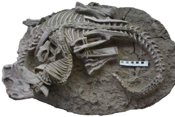 Danh tính bất ngờ của quái vật ăn thịt khủng long rồi hóa đá được tìm thấy ở Trung Quốc