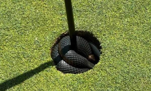 Cá sấu và rắn độc xâm chiếm sân golf Australia 2