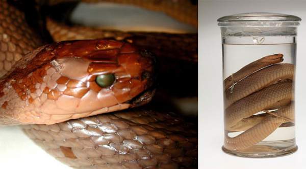Thợ săn mất mạng khi bắt sống rắn để chế thuốc giải độc 2