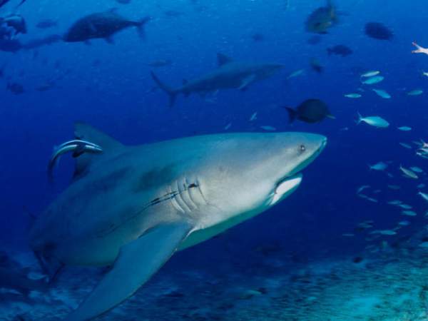 Ngày càng có nhiều người bị cá mập tấn công hơn và đây là lý do thực sự đằng sau 3