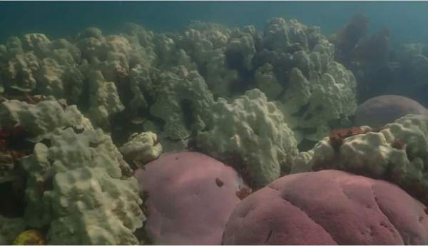 San hô bị tẩy trắng và chết hàng loạt, hé lộ hiện trạng đáng sợ dưới đáy biển sâu 2