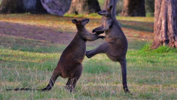 Con người sẽ sớm được cấy "gân" của kangaroo để phục hồi những chần thương vùng đầu gối 3