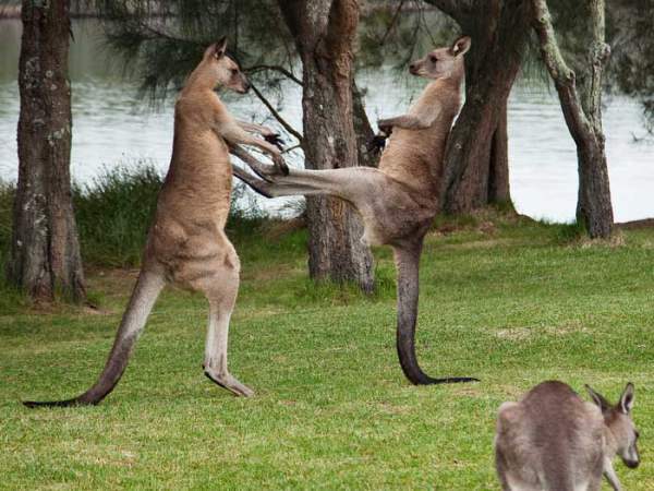 Con người sẽ sớm được cấy "gân" của kangaroo để phục hồi những chần thương vùng đầu gối 2