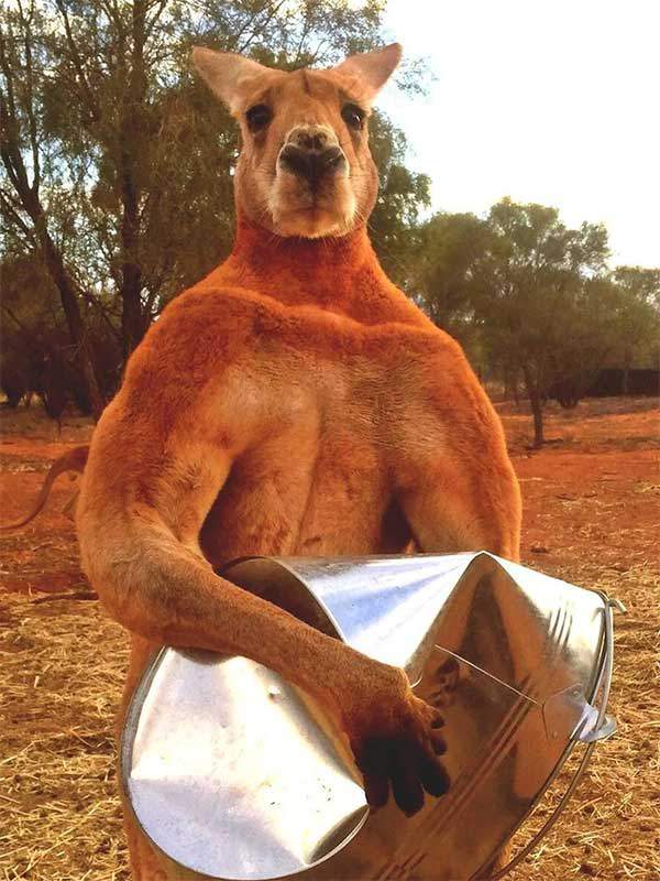 Con người sẽ sớm được cấy "gân" của kangaroo để phục hồi những chần thương vùng đầu gối 4