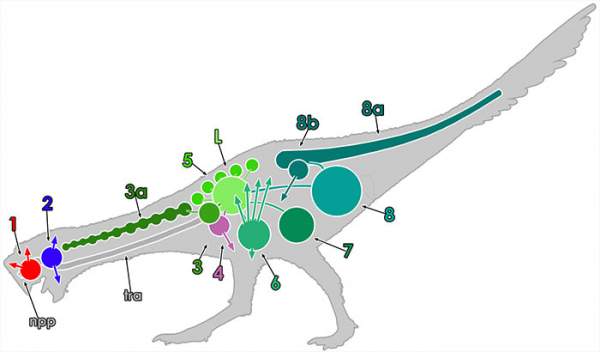 Phát hiện cơ chế hô hấp kỳ lạ của loài khủng long: Thở thông qua xương! 2