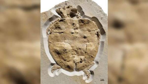 Phát hiện hóa thạch gần như nguyên vẹn của rùa biển từ kỷ Jura 1