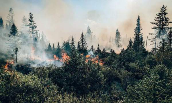 Cháy rừng Canada thải ra hơn 1 tỷ tấn CO2 1