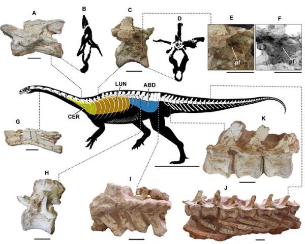Phát hiện cơ chế hô hấp kỳ lạ của loài khủng long: Thở thông qua xương! 1