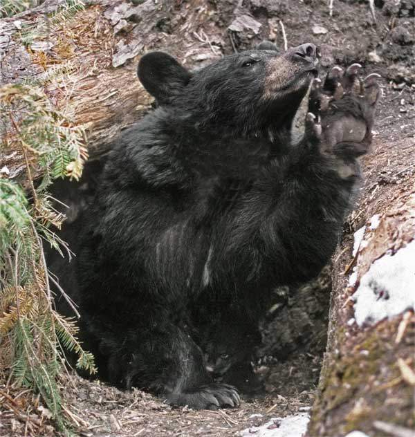 Điều gì xảy ra nếu bạn đánh thức một con gấu đang ngủ đông? 3