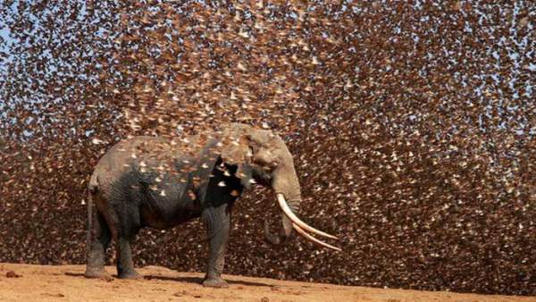 Điều gì sẽ xảy ra nếu 200.000 con chim sẻ điên châu Phi đồng loạt tấn công voi? 1