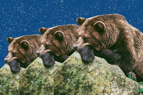 Điều gì xảy ra nếu bạn đánh thức một con gấu đang ngủ đông? 2