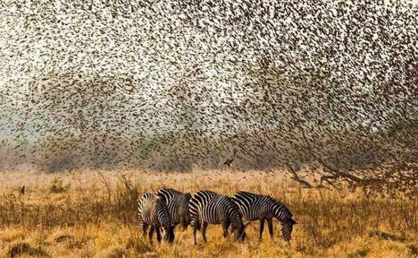 Điều gì sẽ xảy ra nếu 200.000 con chim sẻ điên châu Phi đồng loạt tấn công voi? 5