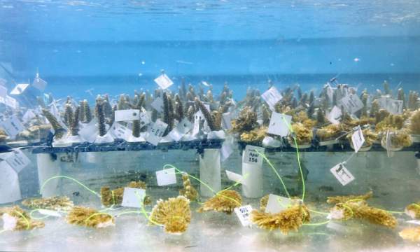 Nhà khoa học "sơ tán" san hô do nước biển quá nóng