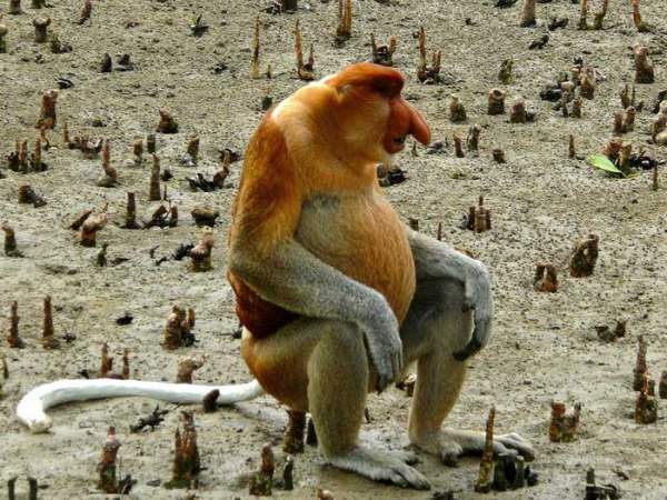 Con người chính là nguyên nhân khiến cho "loài khỉ lai bí ẩn" xuất hiện ở đảo Borneo? 3