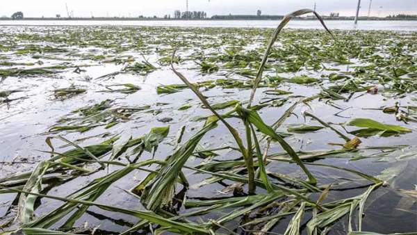 Mưa lũ kỷ lục nhấn chìm "vựa lúa" của Trung Quốc, gây lo ngại về an ninh lương thực 4