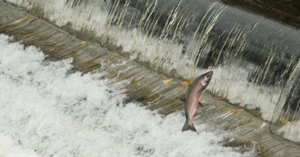 Vì sao Mỹ bỏ 450 triệu USD để dỡ bỏ 4 con đập trên dòng sông là “quê nhà” của cá hồi? 2