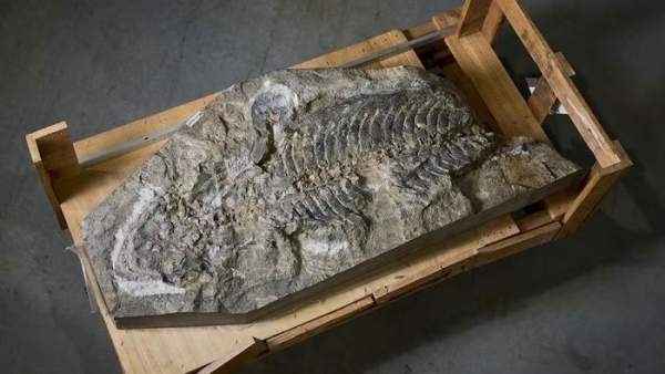 Australia giải mã thành công hóa thạch, từng sinh sống cách nay khoảng 247 triệu năm