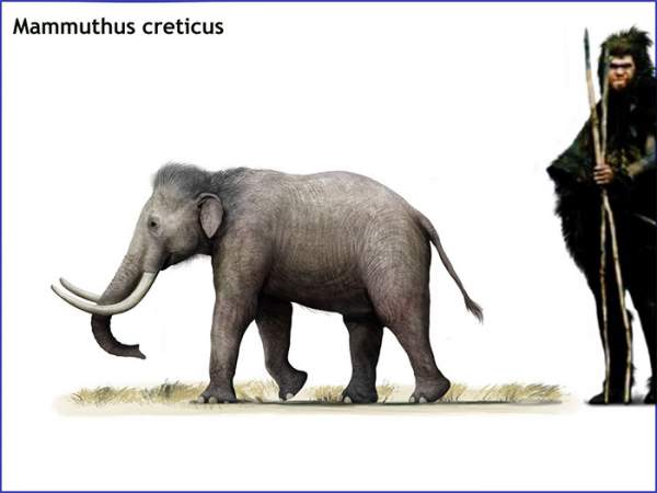 Châu Âu từng là nhà của loài voi ma mút nhỏ bé nhất thế giới 3