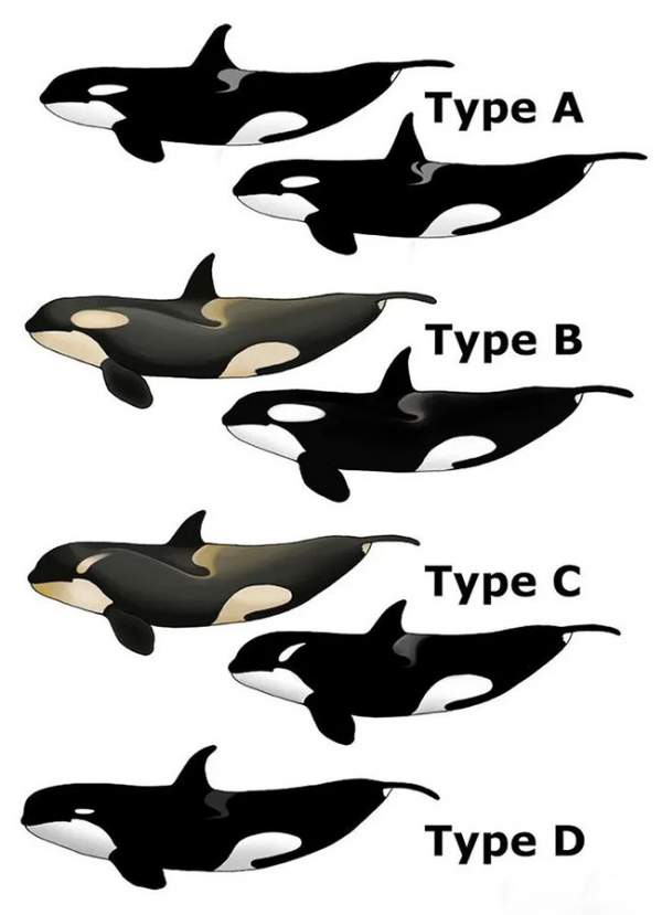 Chức năng của những đốm trắng phía trên mắt của cá voi sát thủ là gì? 5