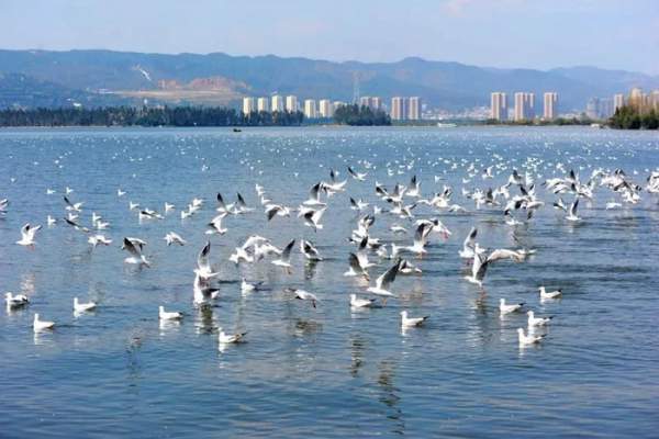 Hàng trăm con cá nhảy lên khỏi mặt hồ ở Trung Quốc, chuyện gì xảy ra? 2