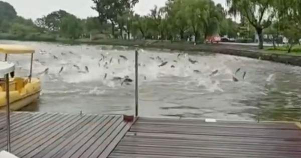 Hàng trăm con cá nhảy lên khỏi mặt hồ ở Trung Quốc, chuyện gì xảy ra? 3