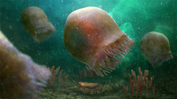 Hóa thạch 505 triệu năm của loài sứa "cổ" nhất được phát hiện ở Rockies Canada 2