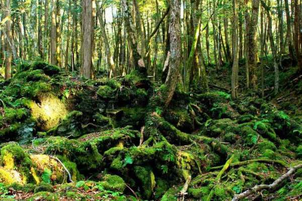 “Cánh rừng tự sát” của Nhật Bản hiện tại thế nào sau nhiều năm gây ám ảnh? 5