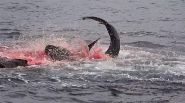 Pha săn mồi nhanh, gọn, dứt khoát của cá mập Galapagos "nhuộm đỏ" cả một góc đại dương 1