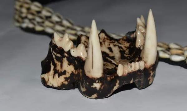 Răng hổ in 3D và công nghệ chứa hy vọng cứu mạng động vật hoang dã 1