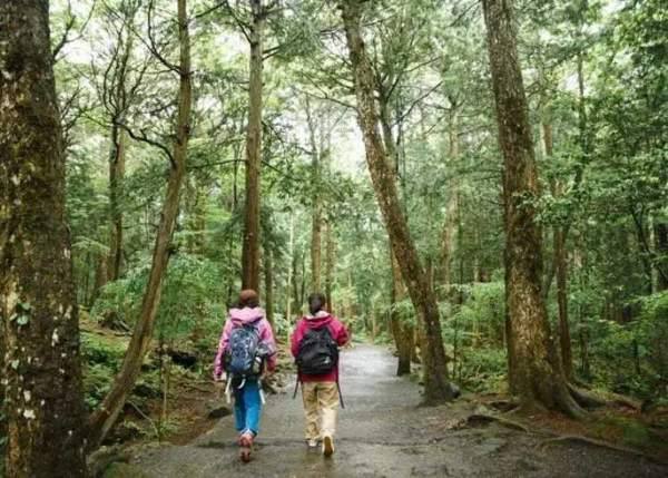 “Cánh rừng tự sát” của Nhật Bản hiện tại thế nào sau nhiều năm gây ám ảnh? 7