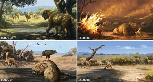 Cháy rừng cách đây 13.000 năm đã khiến cho hổ răng kiếm, sói dire và nhiều loài khác tuyệt chủng